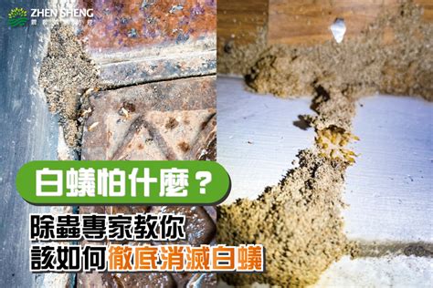 白蟻喜歡的環境|白蟻怕什麼？防治消滅方法整理包：防堵白蟻入侵5點。